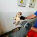 Bomberos Voluntarios trasladaron un ave silvestre