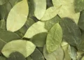 Secuestraron más de 2000 kilos de coca que iban a Buenos Aires desde Salvador Mazza
