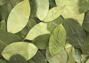 Secuestraron más de 2000 kilos de coca que iban a Buenos Aires desde Salvador Mazza