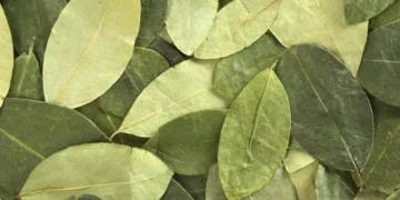 Secuestraron más de 2000 kilos de coca que iban a Buenos Aires desde Salvador Mazza