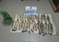 La Policía incauto 30 pescados y una red en Los Toldos