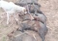 Orán: Vecinos denuncian la depredación de animales silvestres