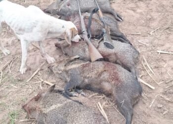 Orán: Vecinos denuncian la depredación de animales silvestres