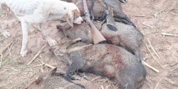 Orán: Vecinos denuncian la depredación de animales silvestres