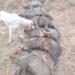 Orán: Vecinos denuncian la depredación de animales silvestres