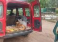 Murió “Beethoven”, el perrito que había sido macheteado en El Cedral