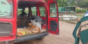 Murió “Beethoven” el perrito que había sido macheteado en El Cedral