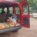 Murió “Beethoven”, el perrito que había sido macheteado en El Cedral
